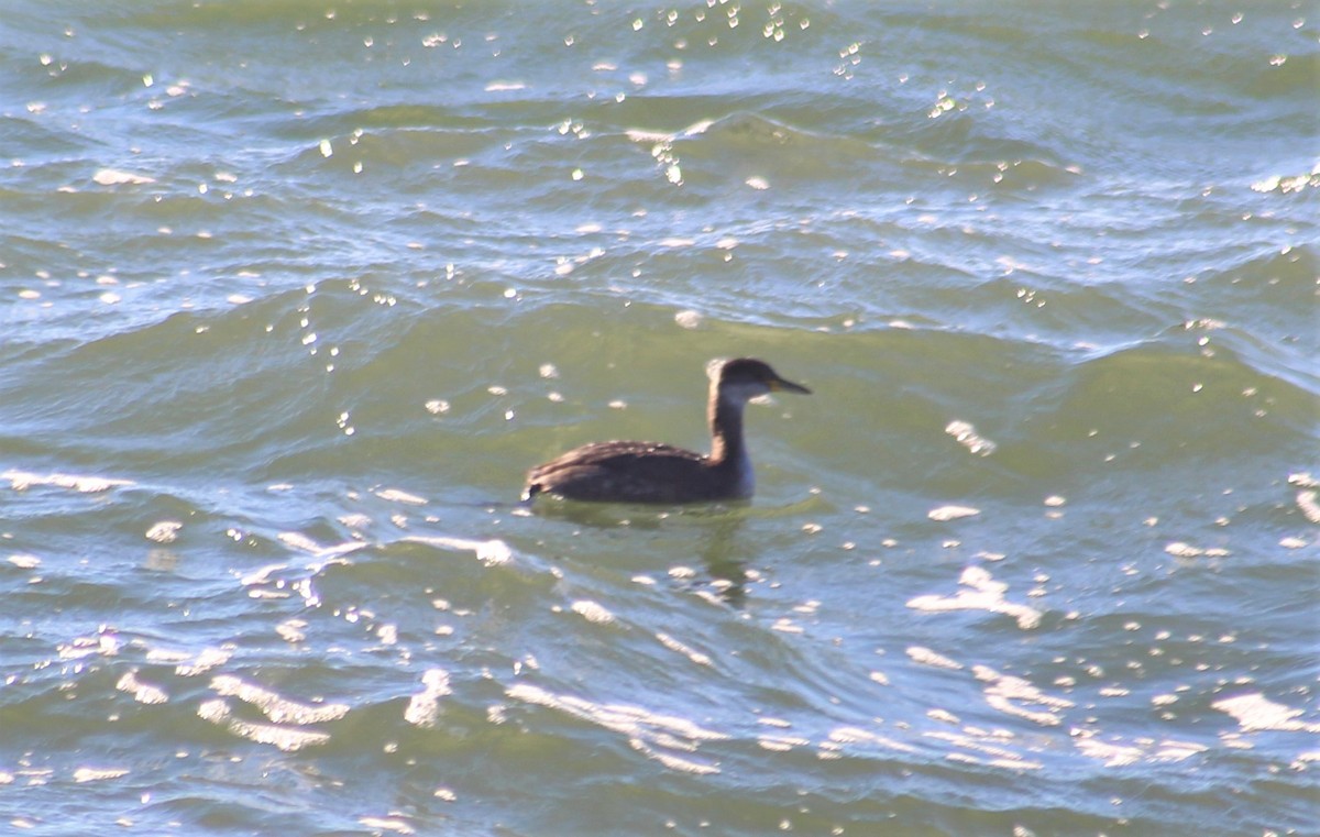 Red-necked Grebe - ML385081141