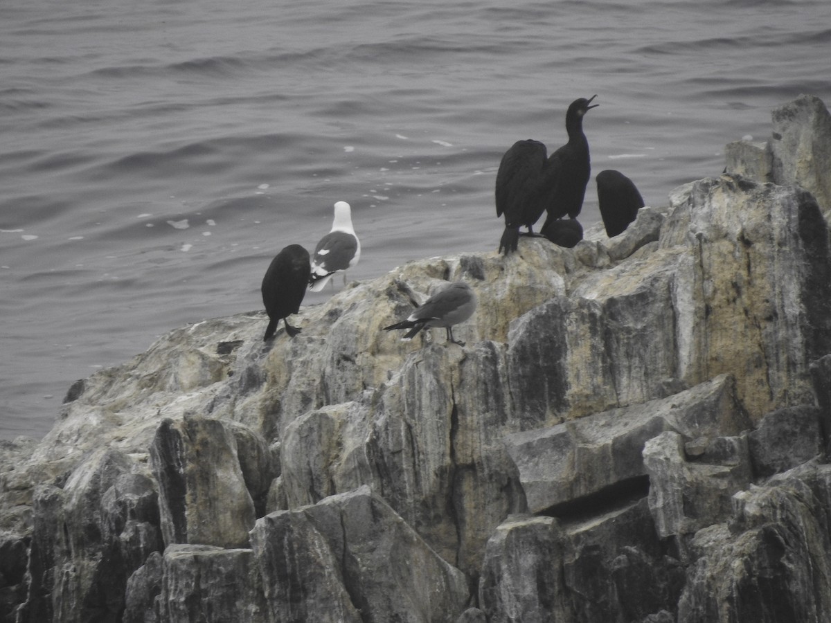 cormorant sp. - Astrid Taen