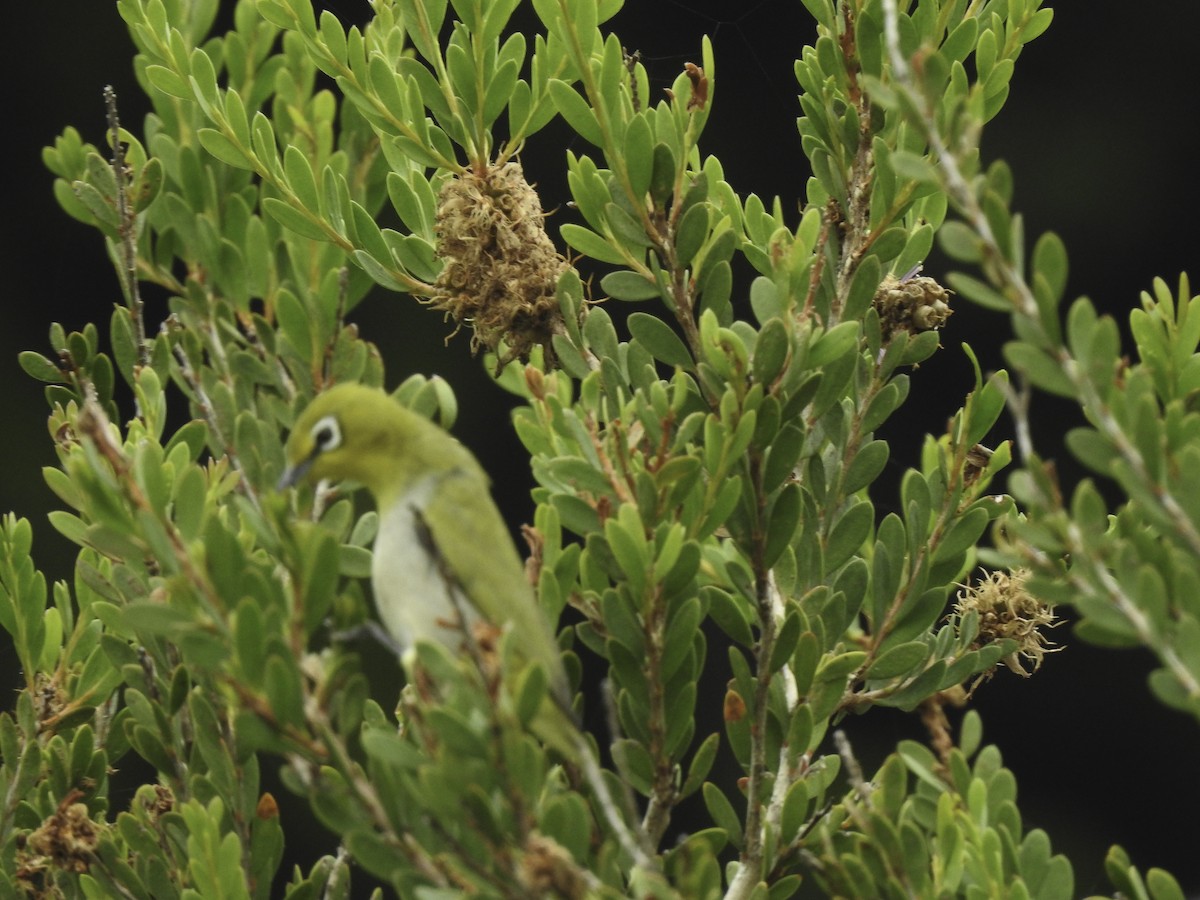 Swinhoe's White-eye - ML385082881