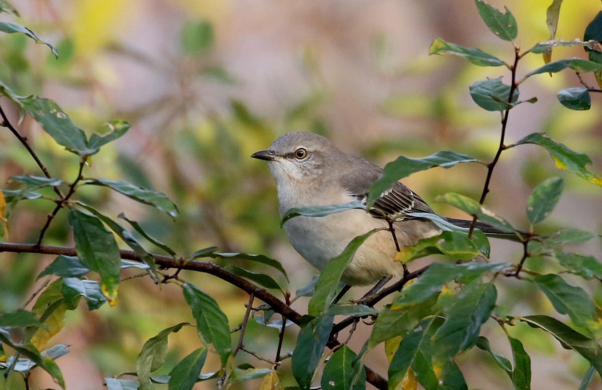 Northern Mockingbird - ML385085311