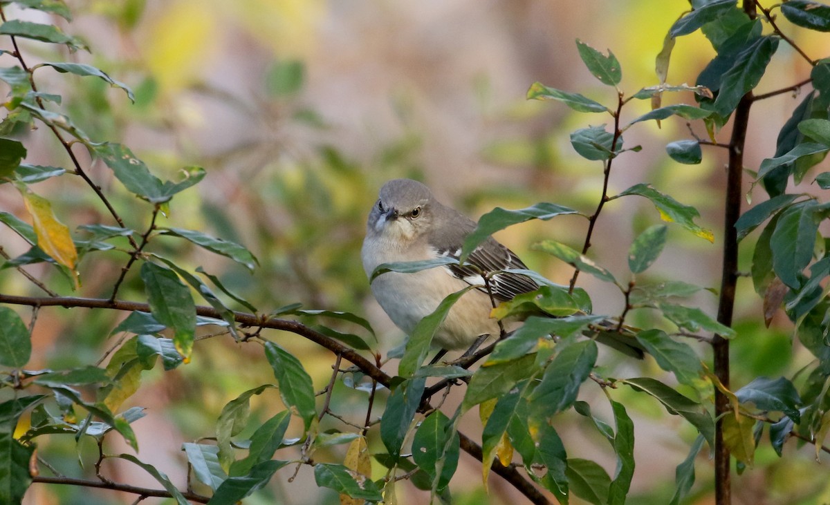 Northern Mockingbird - ML385085321