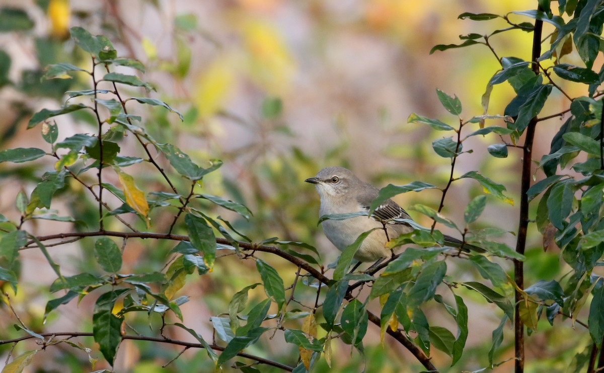 Northern Mockingbird - Jay McGowan