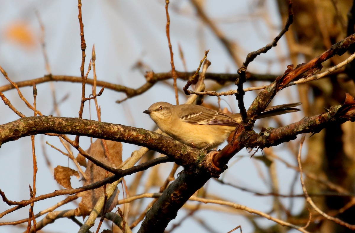 Northern Mockingbird - ML385085451