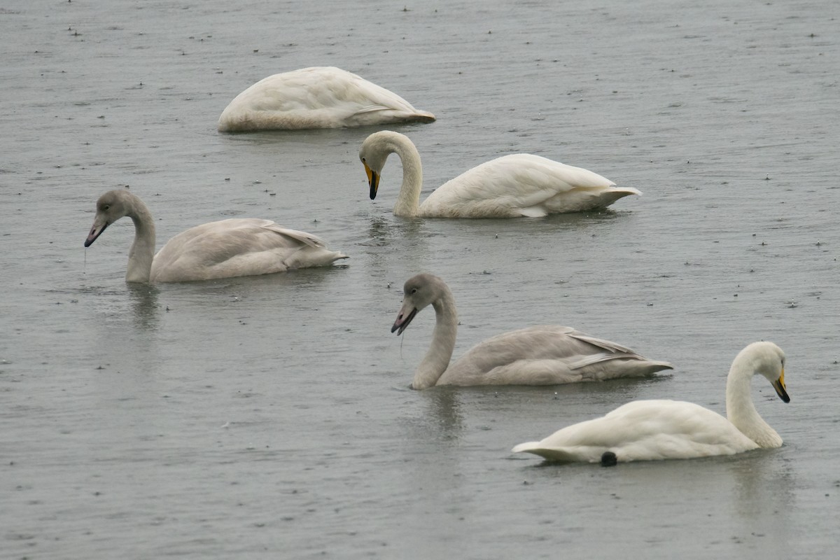 Whooper Swan - ML385085511