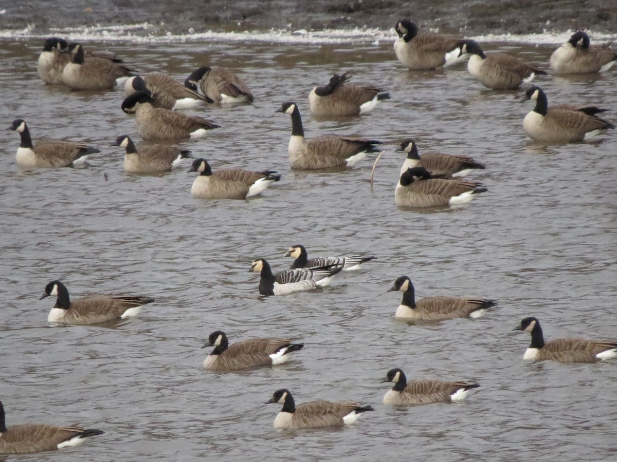 Barnacle Goose - ML38508661