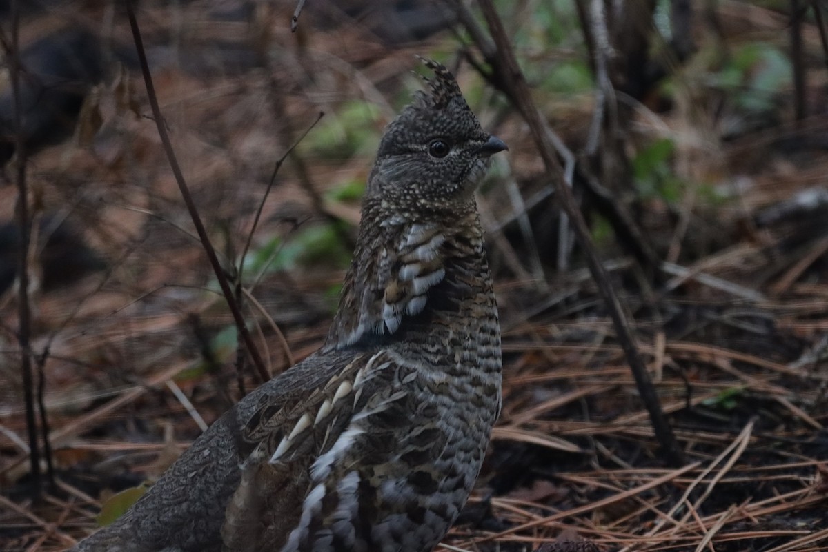 Ruffed Grouse - Braydon Luikart