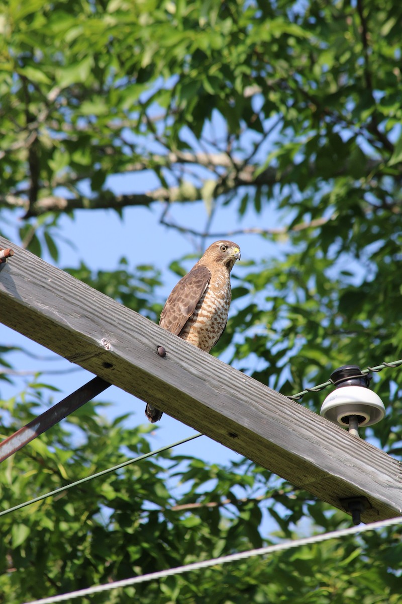 Broad-winged Hawk - nick landers