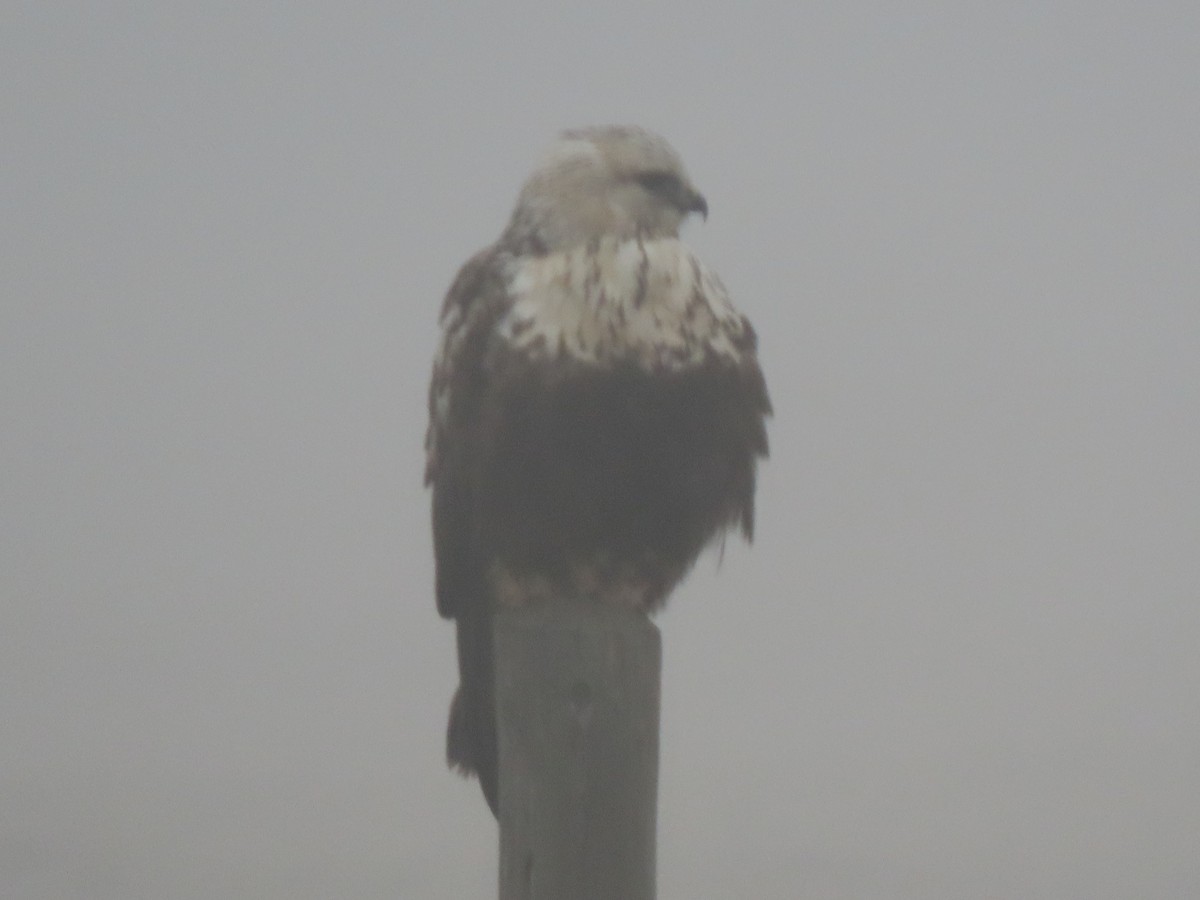 Rough-legged Hawk - ML385088931