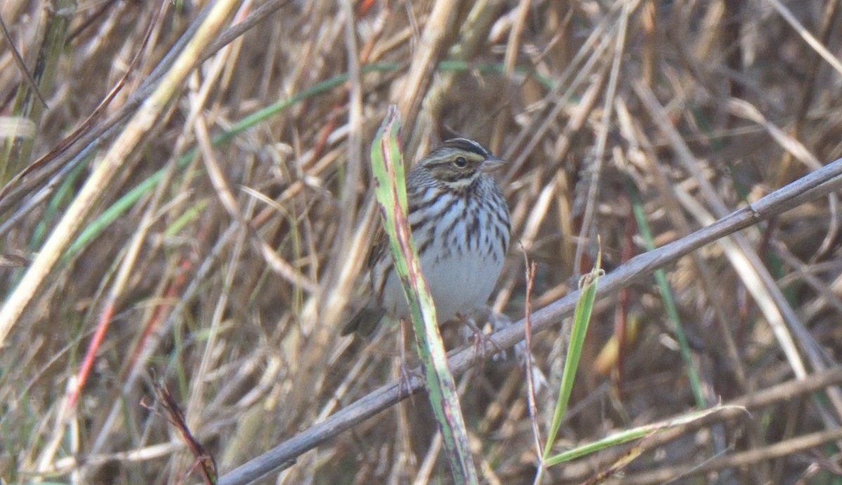 Savannah Sparrow - Richard Snow