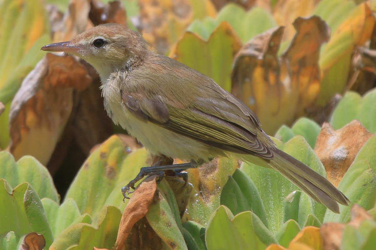 Noronha Vireo - ML385090091
