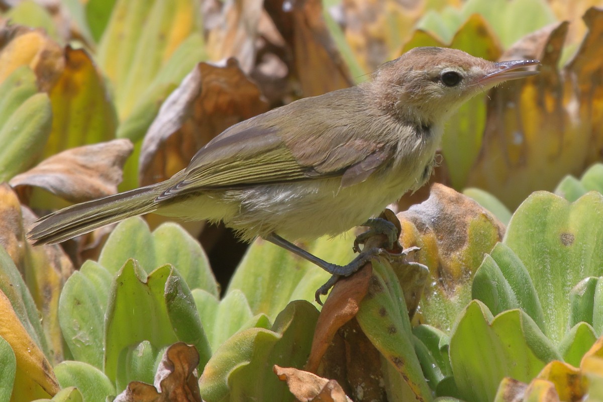 Noronha Vireo - ML385090111