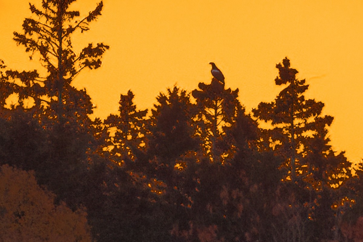 Steller's Sea-Eagle - ML385090821