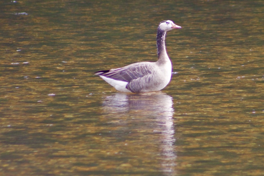 Graylag x Canada Goose (hybrid) - ML385090961