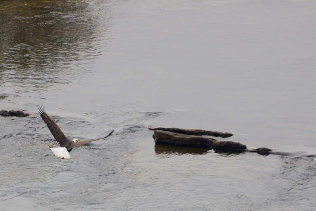 Bald Eagle - ML385091021