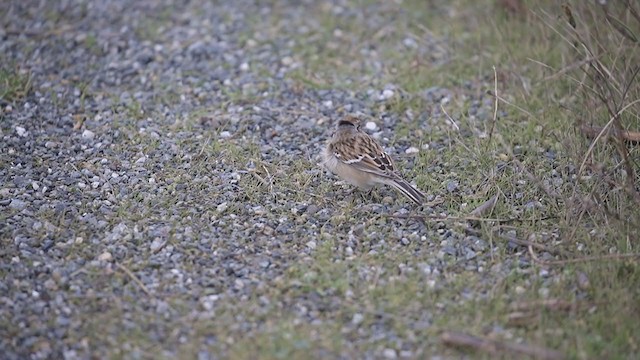 American Tree Sparrow - ML385091321