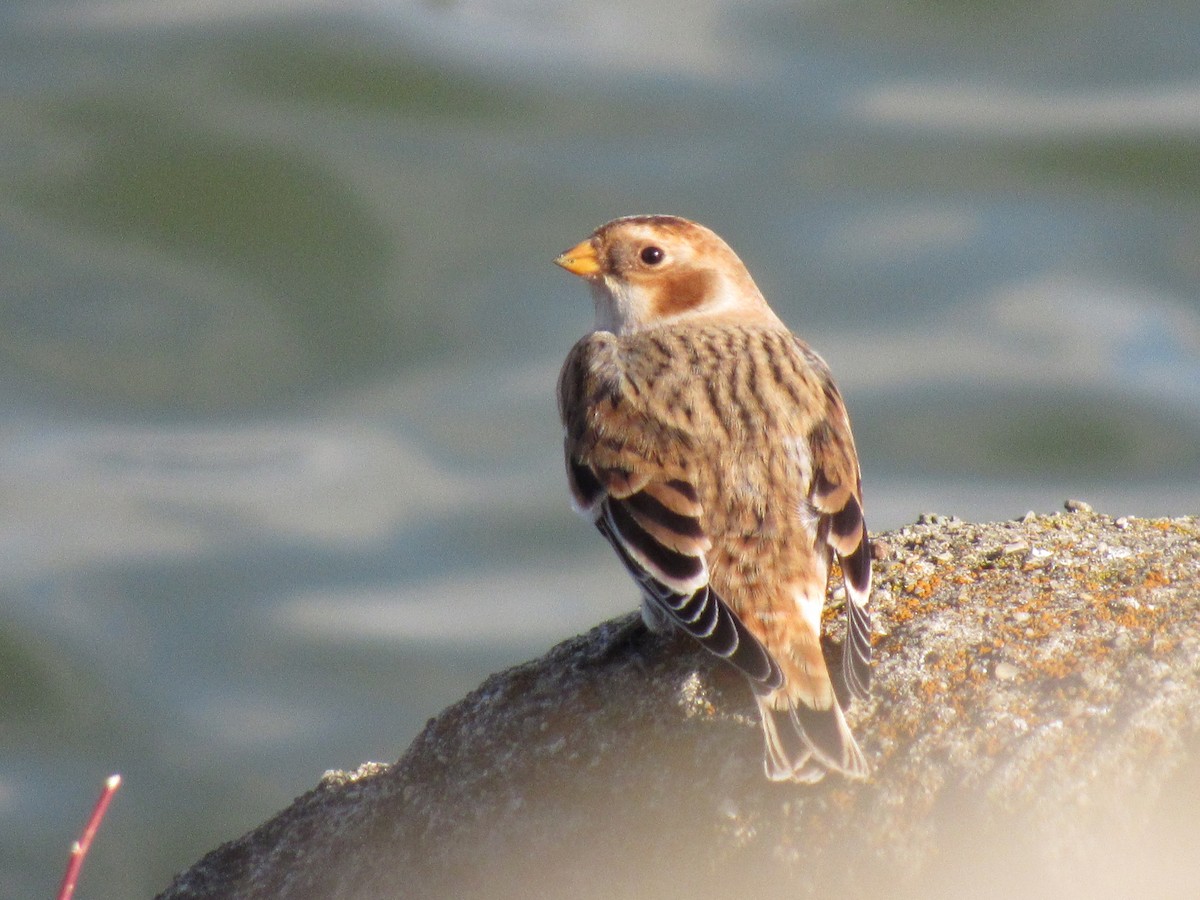 Snow Bunting - ML385091741