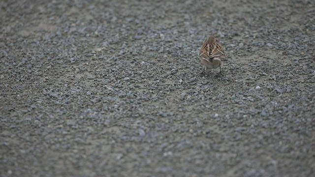 American Tree Sparrow - ML385091851