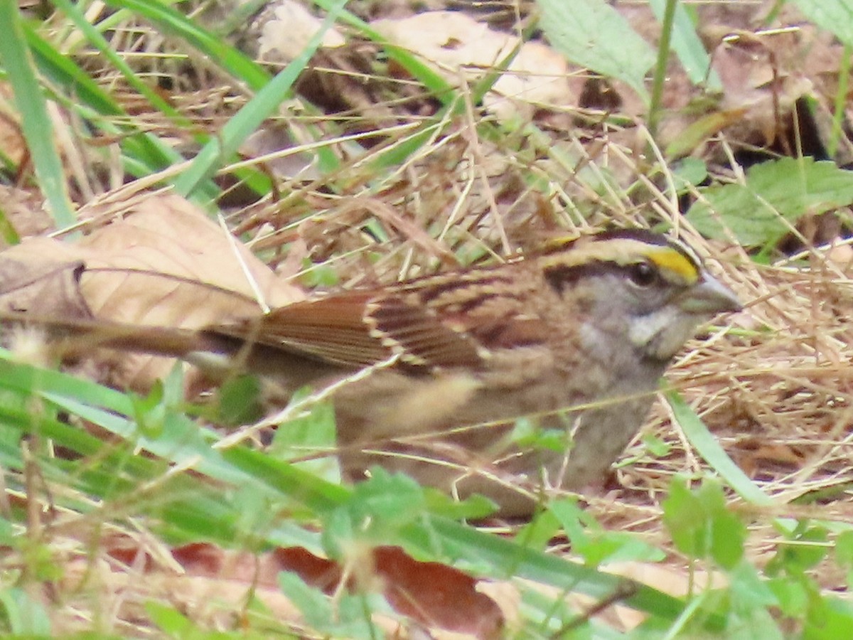 White-throated Sparrow - ML385092301