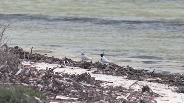 Australian Fairy Tern - ML385093181
