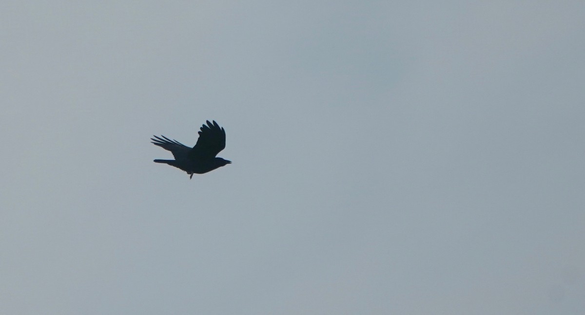 American Crow - ML385093561