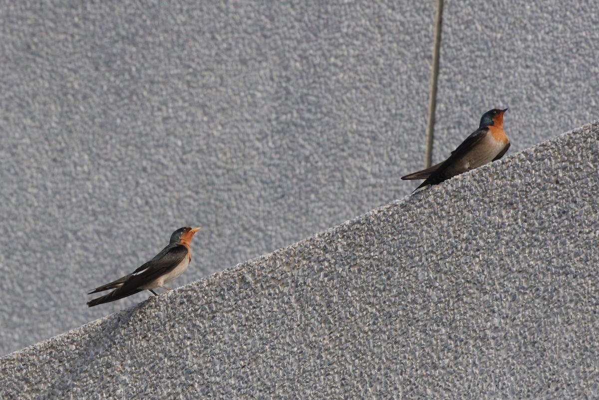 Pacific Swallow - 惇聿 (Tun-Yu) 陳 (Chen)