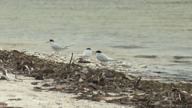 Australian Fairy Tern - ML385097551