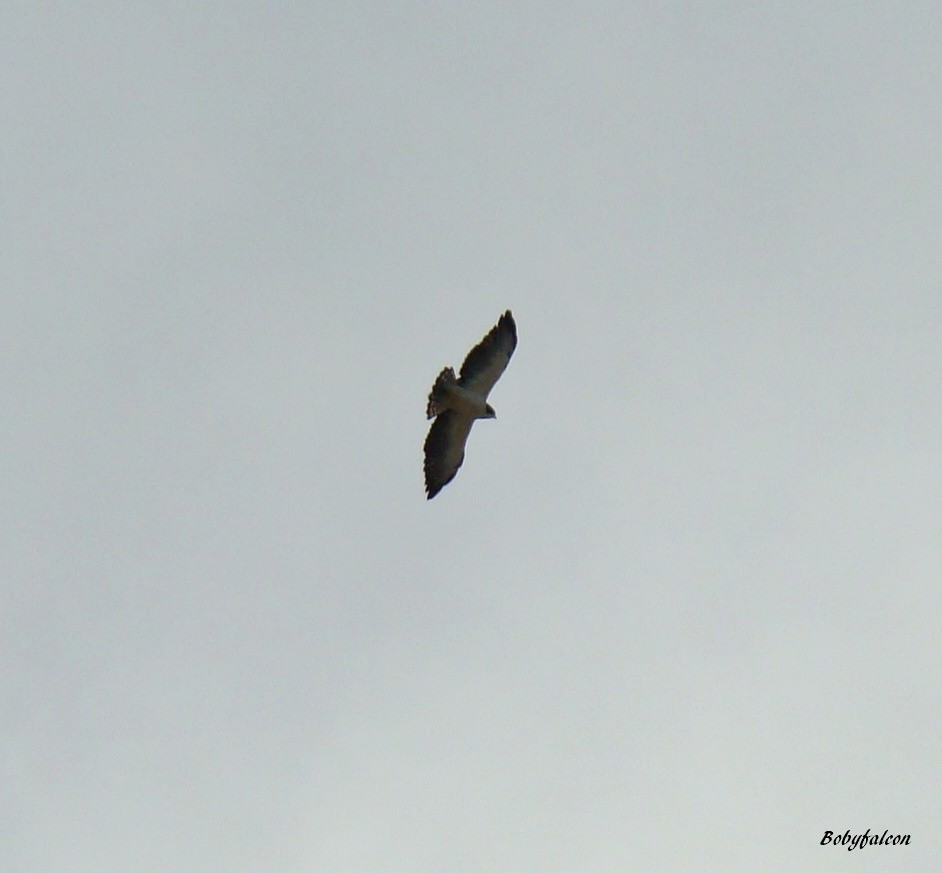 Short-tailed Hawk - ML38509801