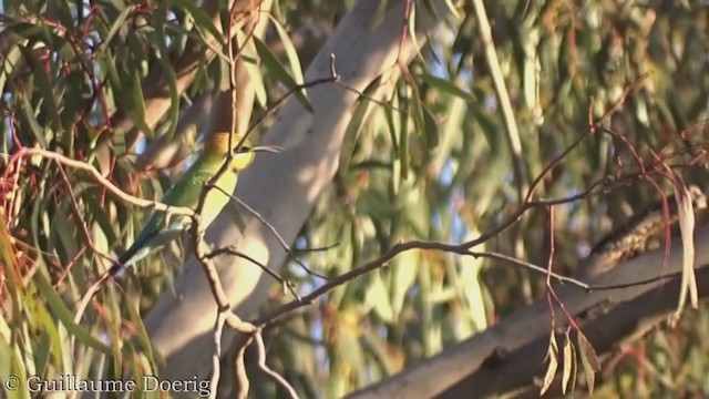 Rainbow Bee-eater - ML385099681