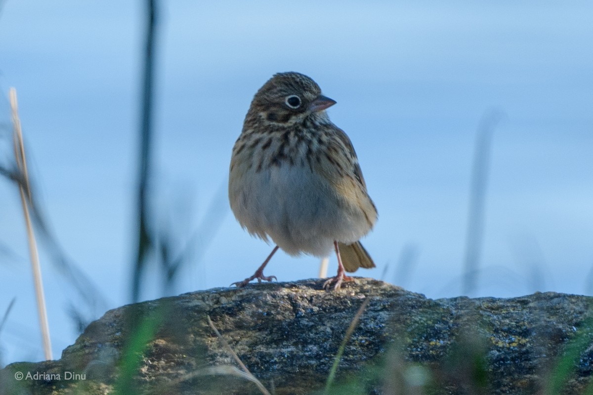 Vesper Sparrow - ML385100141