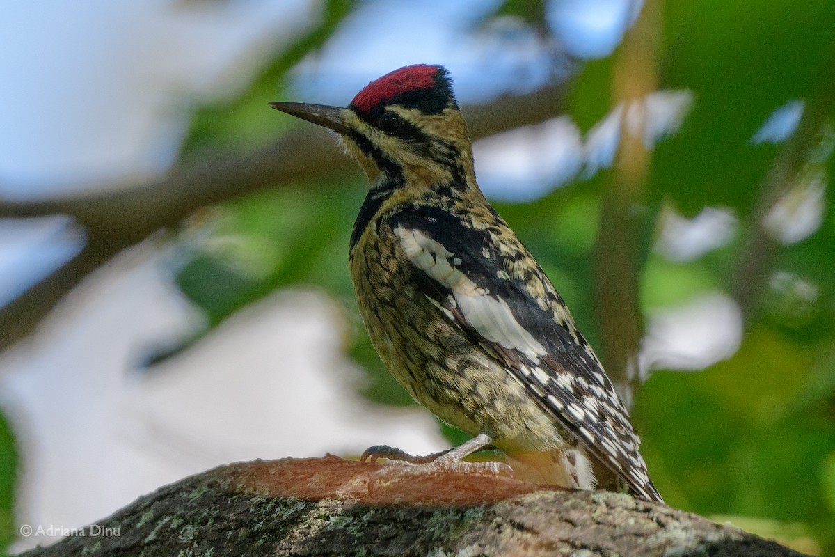 Yellow-bellied Sapsucker - ML385100181