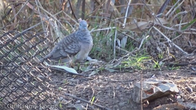 オーストラリアチョウショウバト - ML385100261