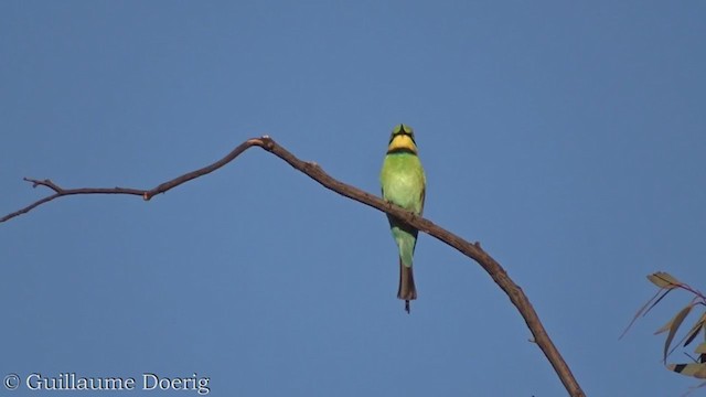 Abejaruco Australiano - ML385100701