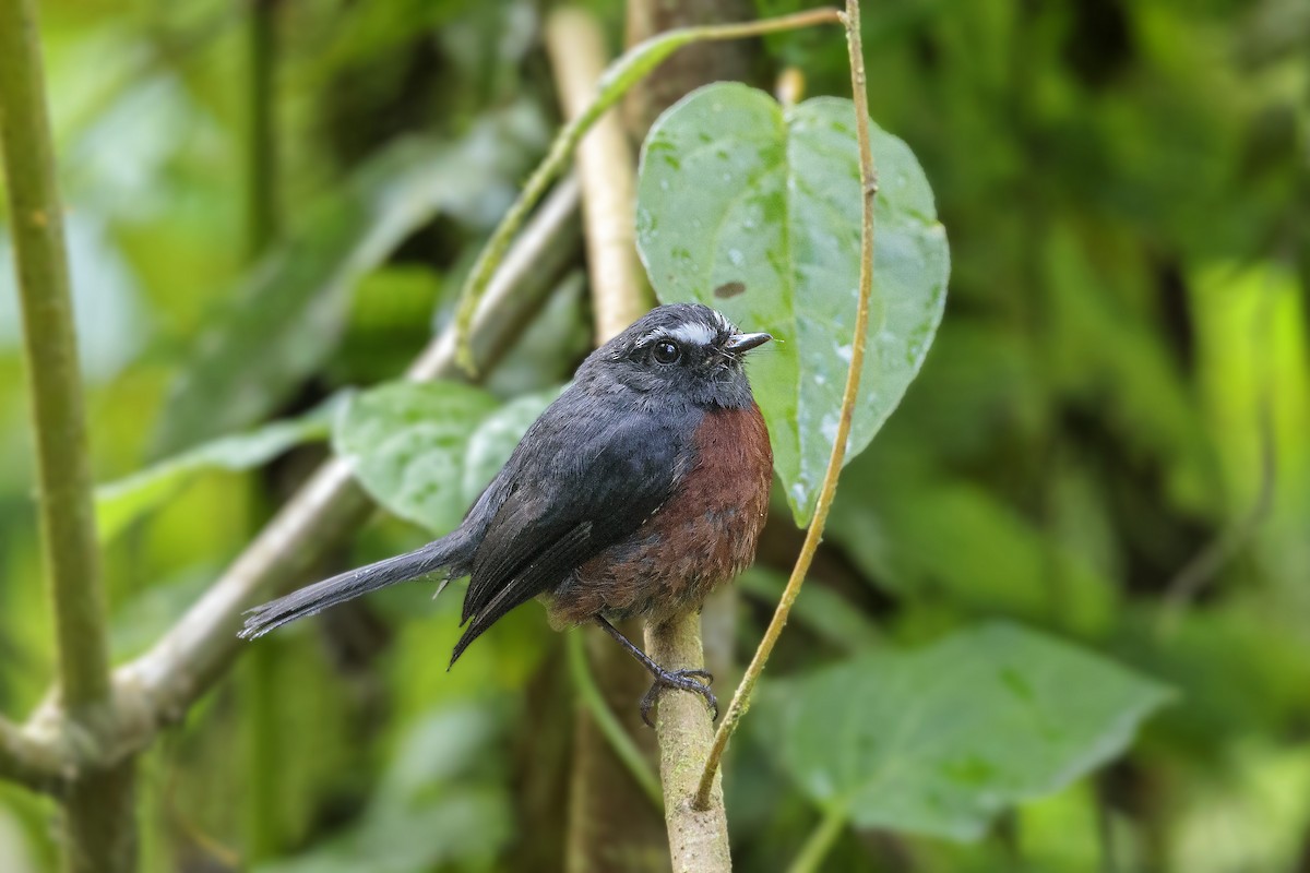 Chestnut-bellied Chat-Tyrant - ML385100901