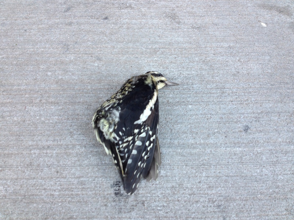 Yellow-bellied Sapsucker - ML38510101