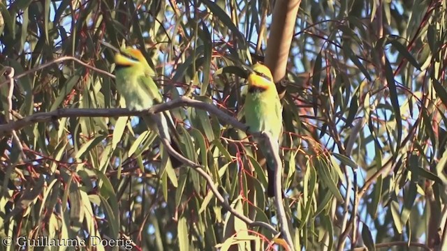 Rainbow Bee-eater - ML385101311