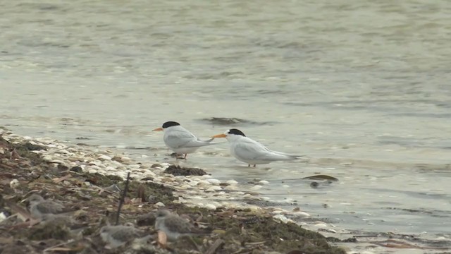 Australian Fairy Tern - ML385101401