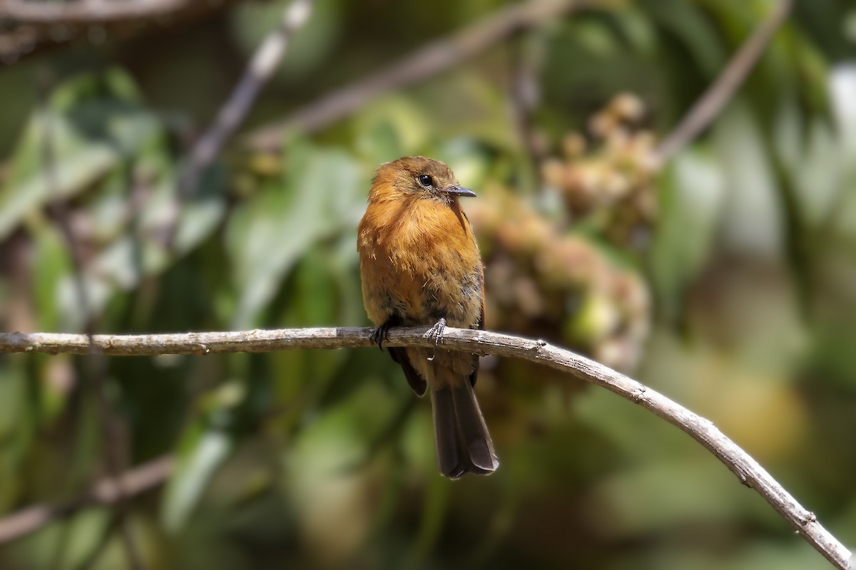 Cinnamon Flycatcher (Andean) - ML385101751