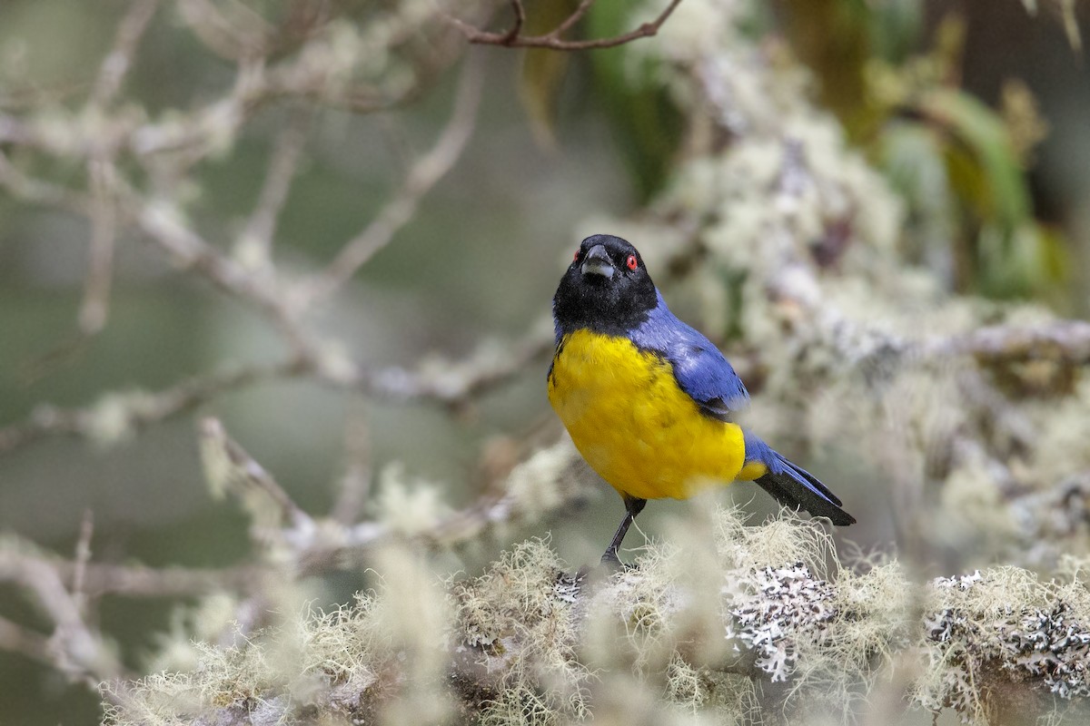 Hooded Mountain Tanager - ML385102321