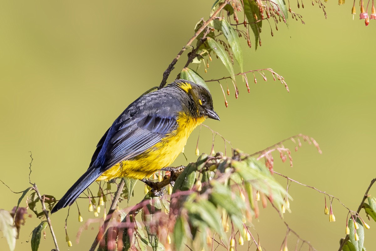 Lacrimose Mountain Tanager (palpebrosus Group) - ML385102501