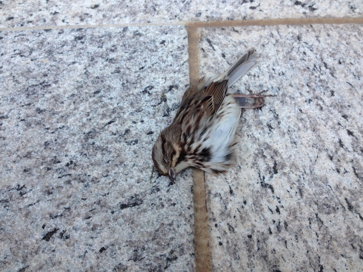 Song Sparrow - ML38510251