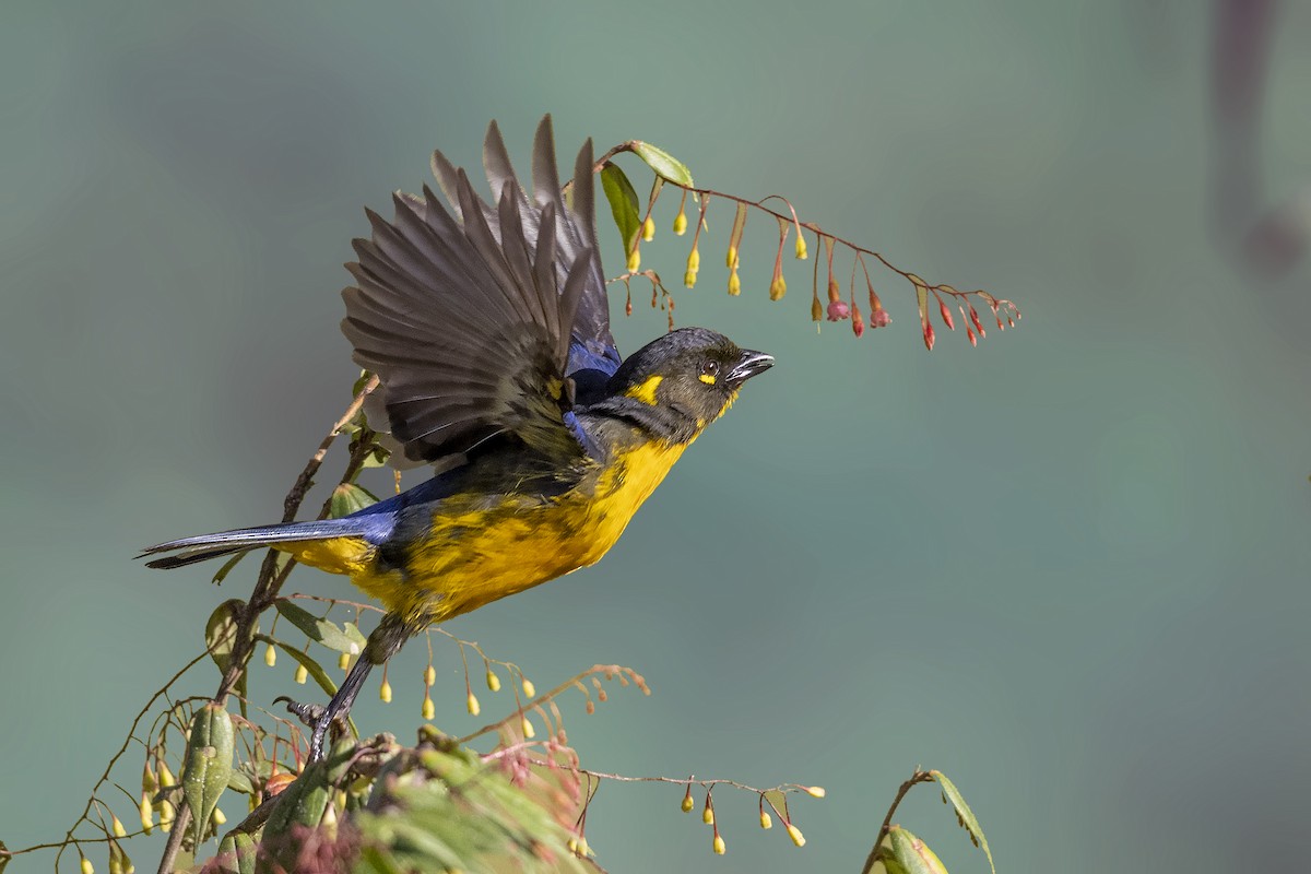 Lacrimose Mountain Tanager (palpebrosus Group) - ML385102521
