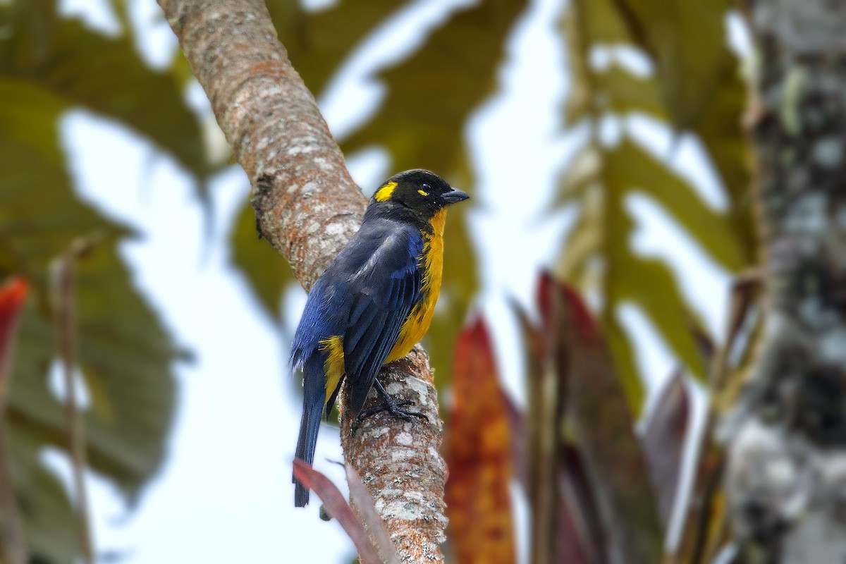 Lacrimose Mountain Tanager (palpebrosus Group) - ML385102531