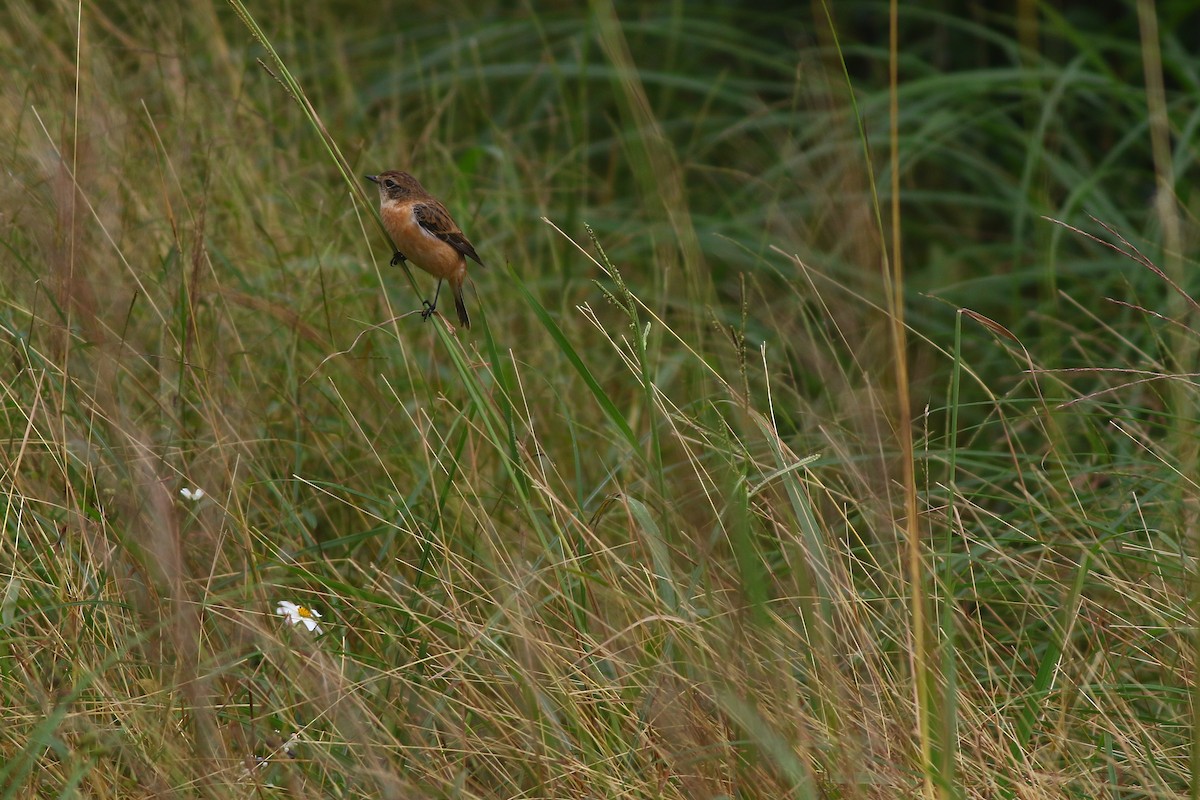 Amur Stonechat - ML385102941