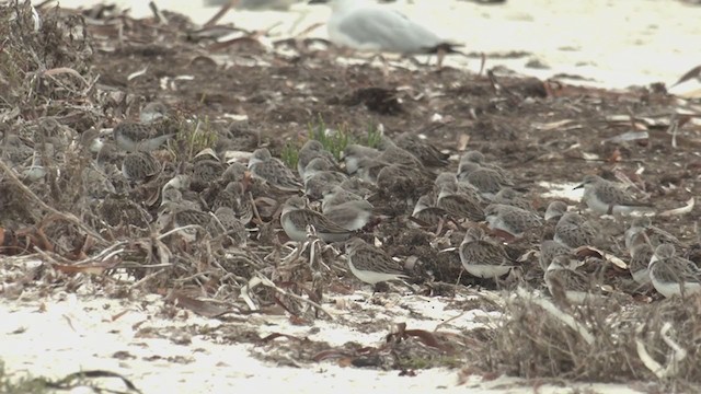 Red-necked Stint - ML385103221