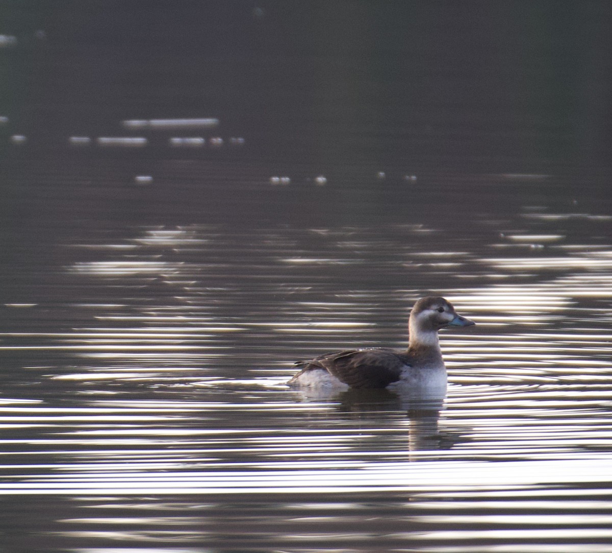 Long-tailed Duck - ML385103341