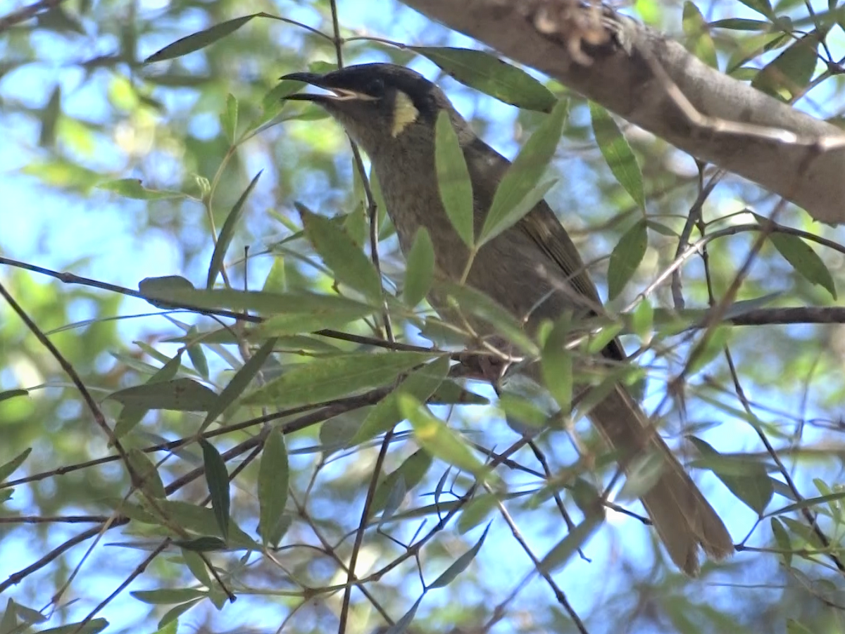 Lewin's Honeyeater - ML385105051