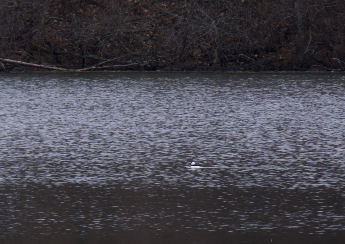 Bufflehead - ML385105991