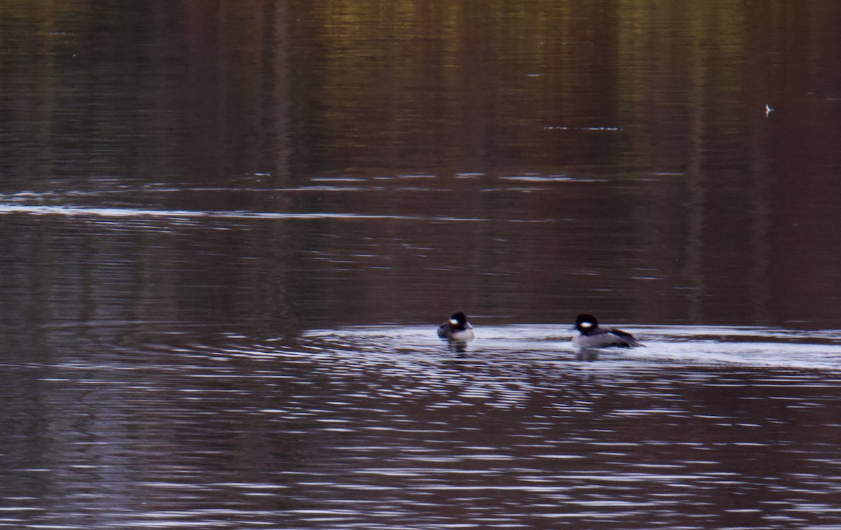 Bufflehead - ML385106001