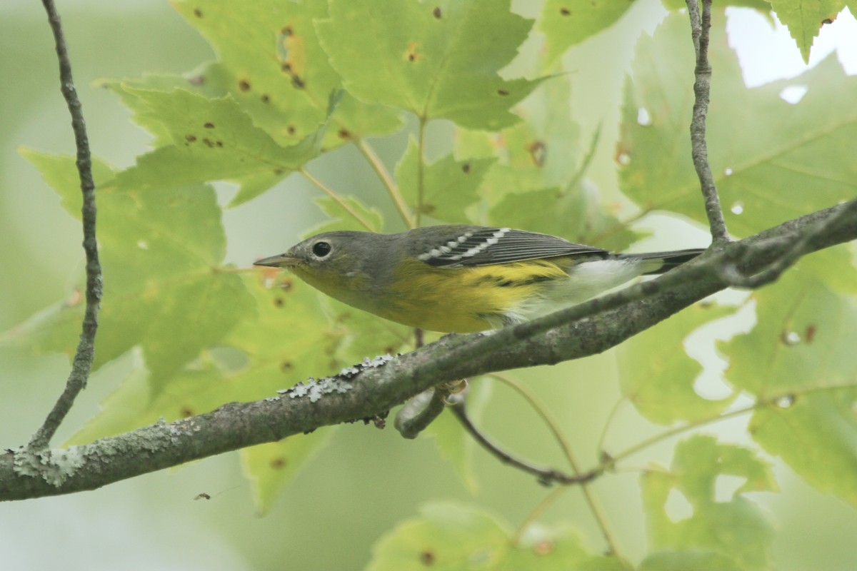 Magnolia Warbler - ML385106391