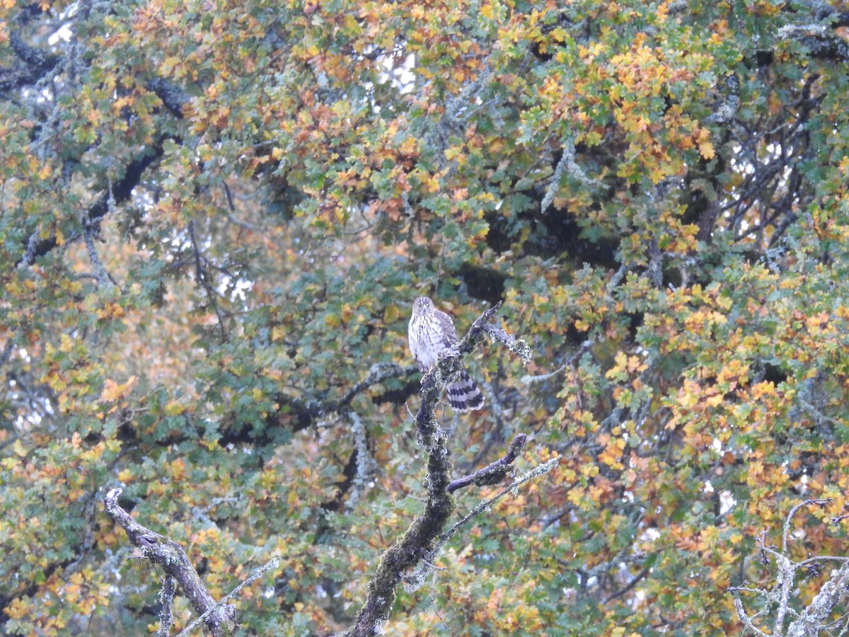 Cooper's Hawk - ML385106731